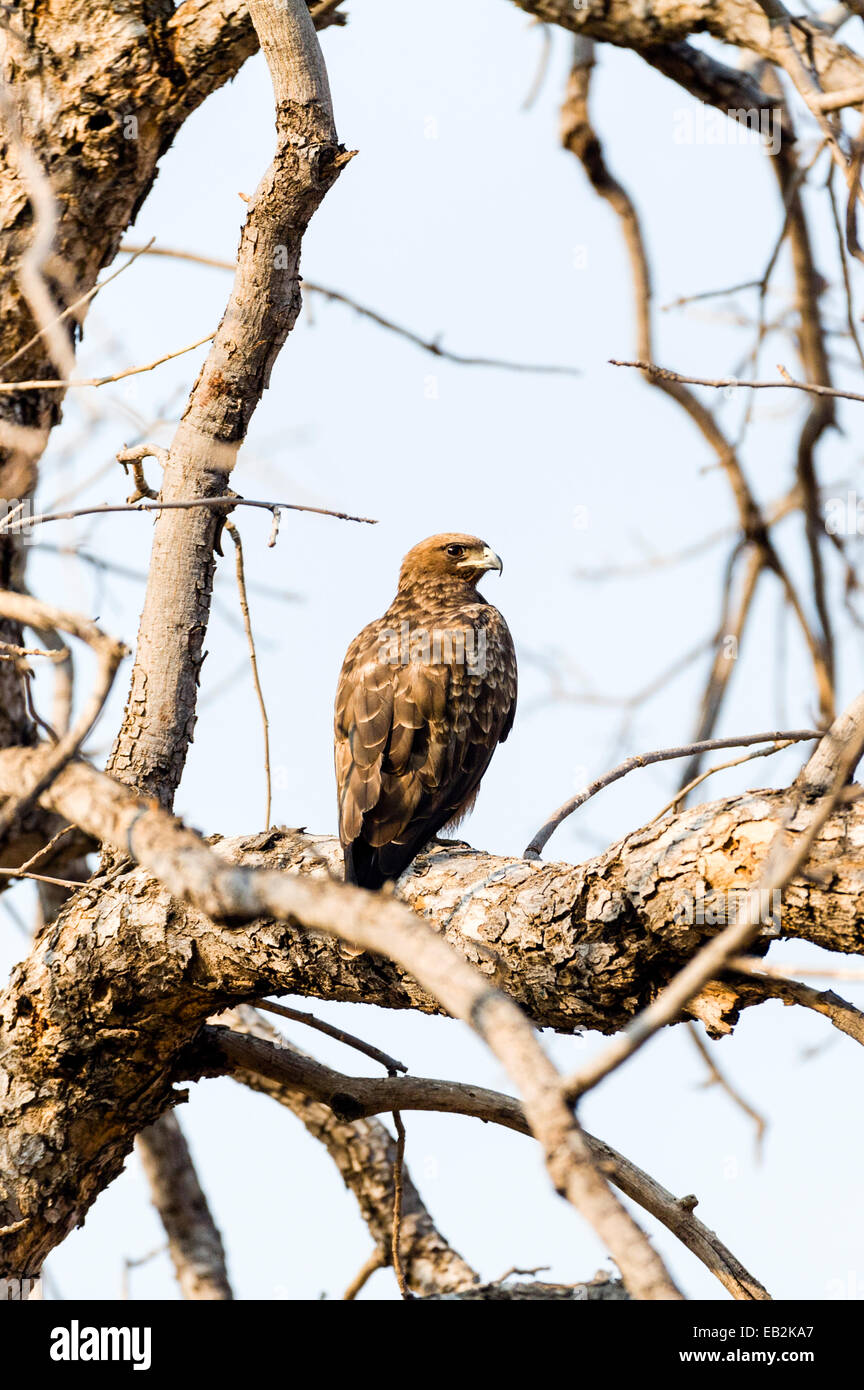 A Wahlberg's Eagle roosting in tree at the height of the dry season. Stock Photo