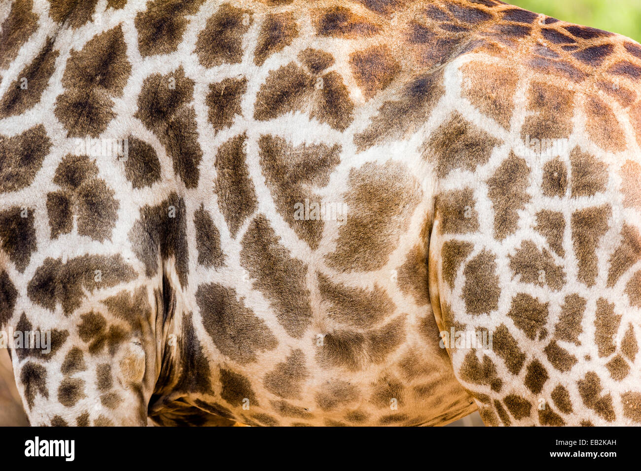 The mosaic hide and patterned skin of a Southern Reticulated Giraffe. Stock Photo