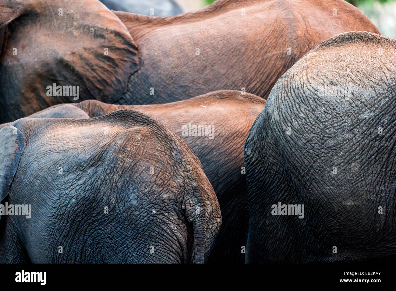 The wrinkled and leathery backs of African Eelphants drinking at a waterhole. Stock Photo