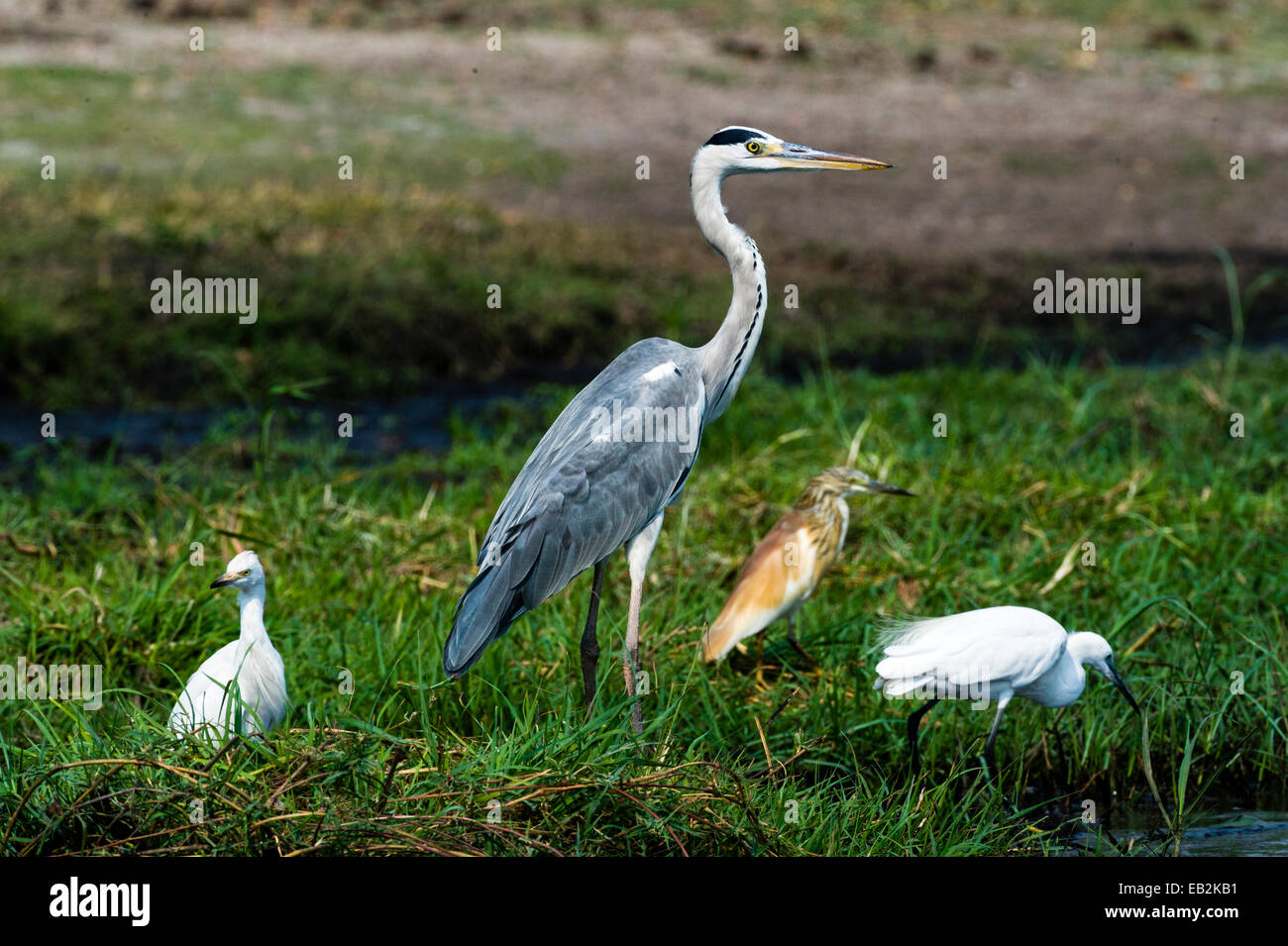 Three species of heron feeding on the shoreline of a wetland Stock ... Biology Diagrams