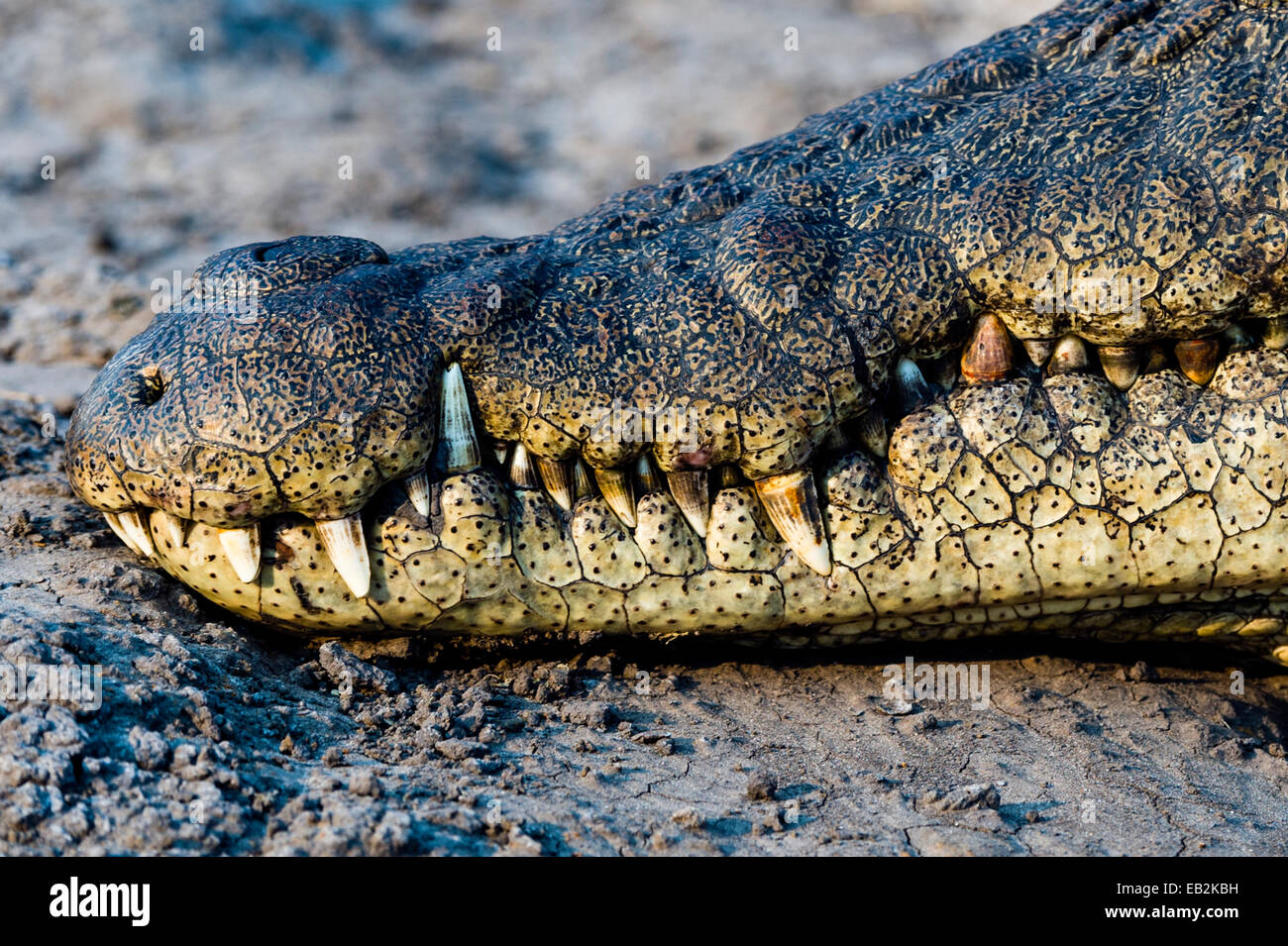 The teeth and jaws of a Nile Crocodile sun basking on the muddy bank of a river at sunset. Stock Photo