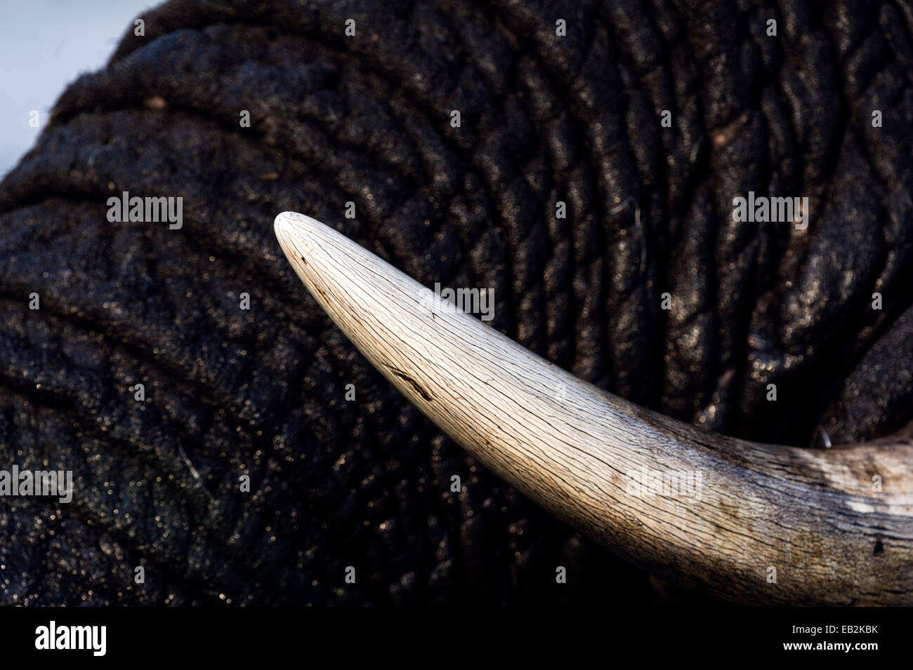 The pointed ivory tusk of an African Elephant swimming in a wetland. Stock Photo