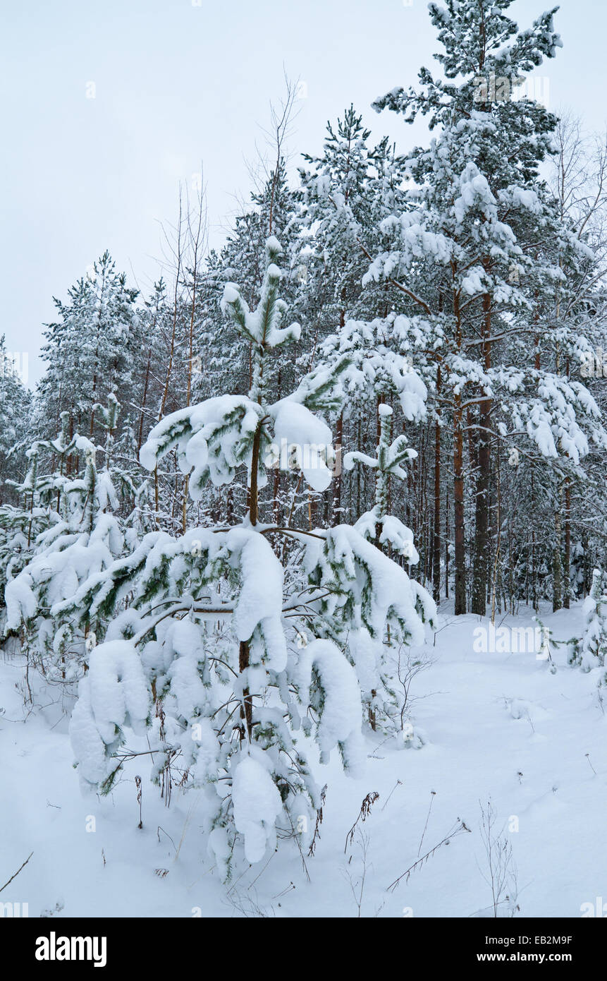 Winter landscape in the forest snowbound Stock Photo