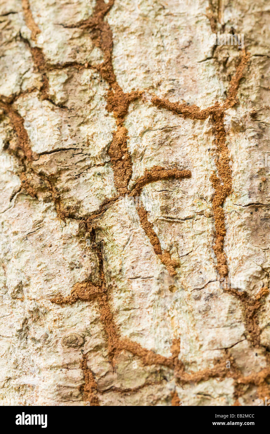 Termite nest on bark tree background Stock Photo