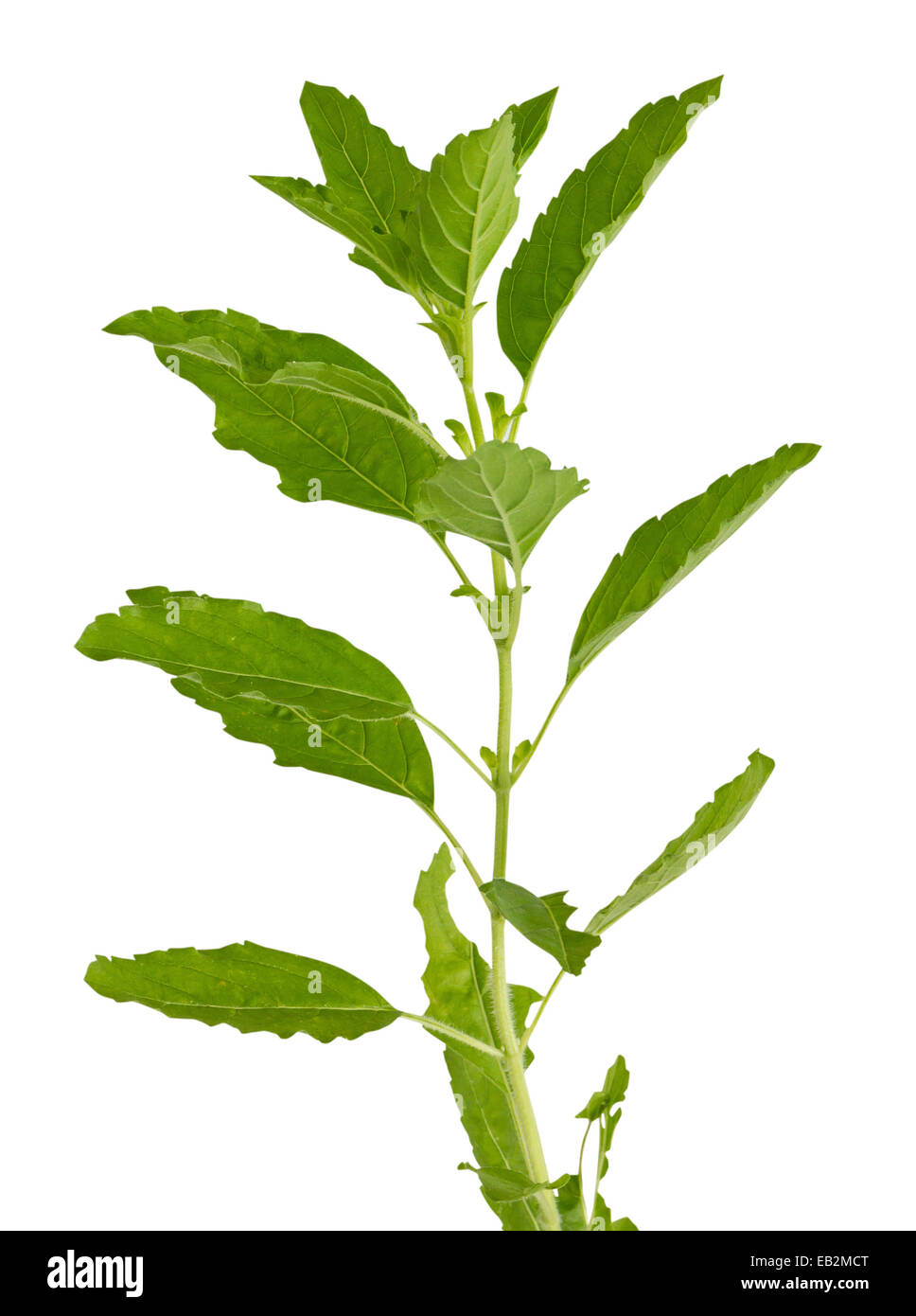 Holy Basil isolated with clipping path Stock Photo Alamy