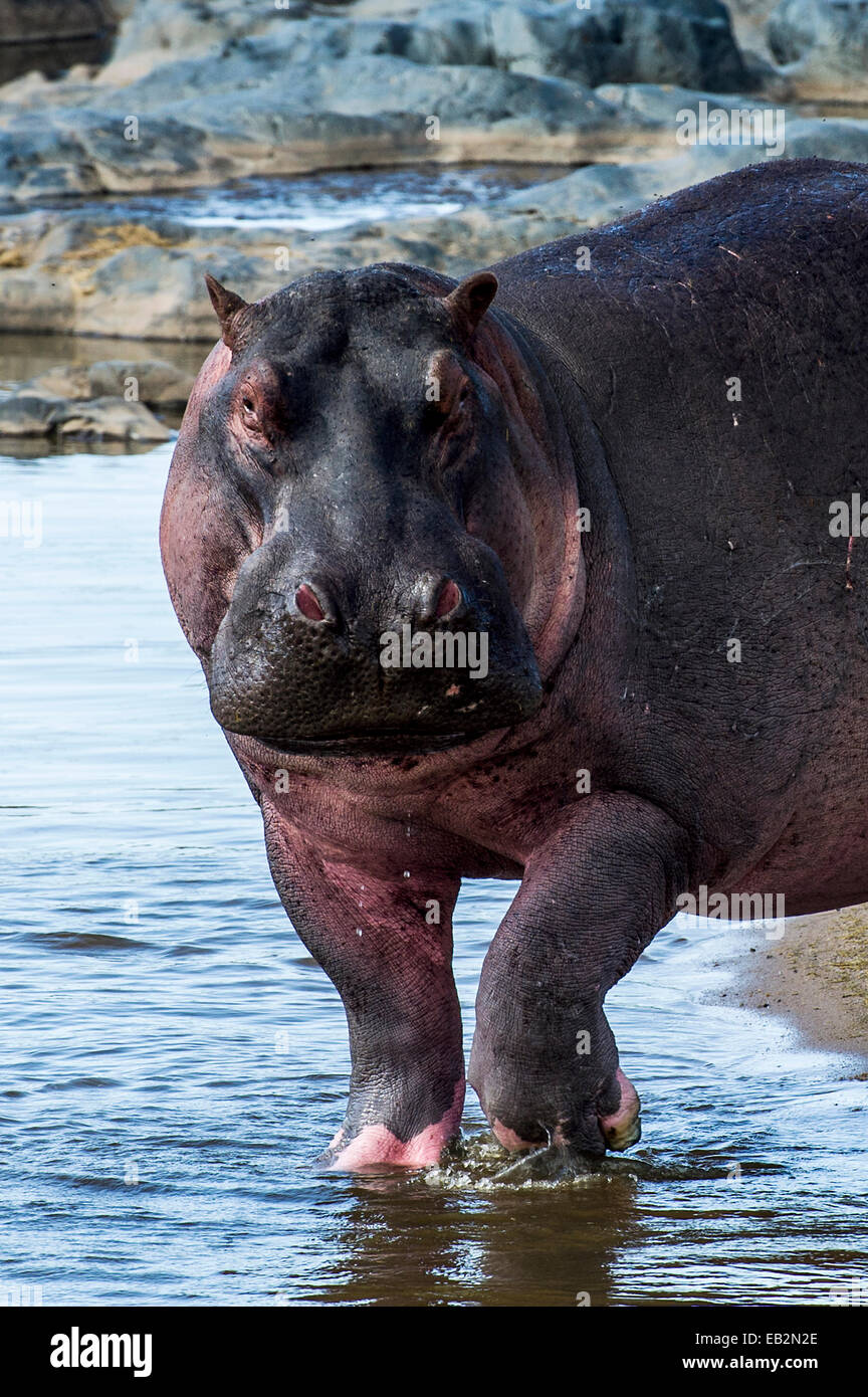 A territorial Nile Hippopotamus wading through the shallows of a waterhole during the afternoon heat of the day. Stock Photo