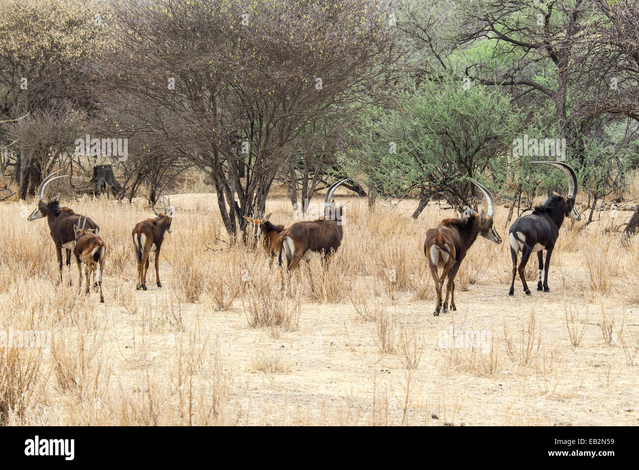 Sable Antelopes (Hippotragus niger), herd, Okapuka Ranch, Namibia Stock Photo
