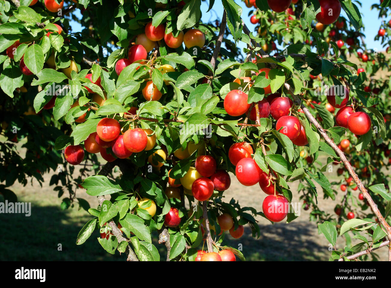 Greek Cherry Plum or Myrobalan Plum (Prunus cerasifera), organic farming, Lower Austria, Austria Stock Photo
