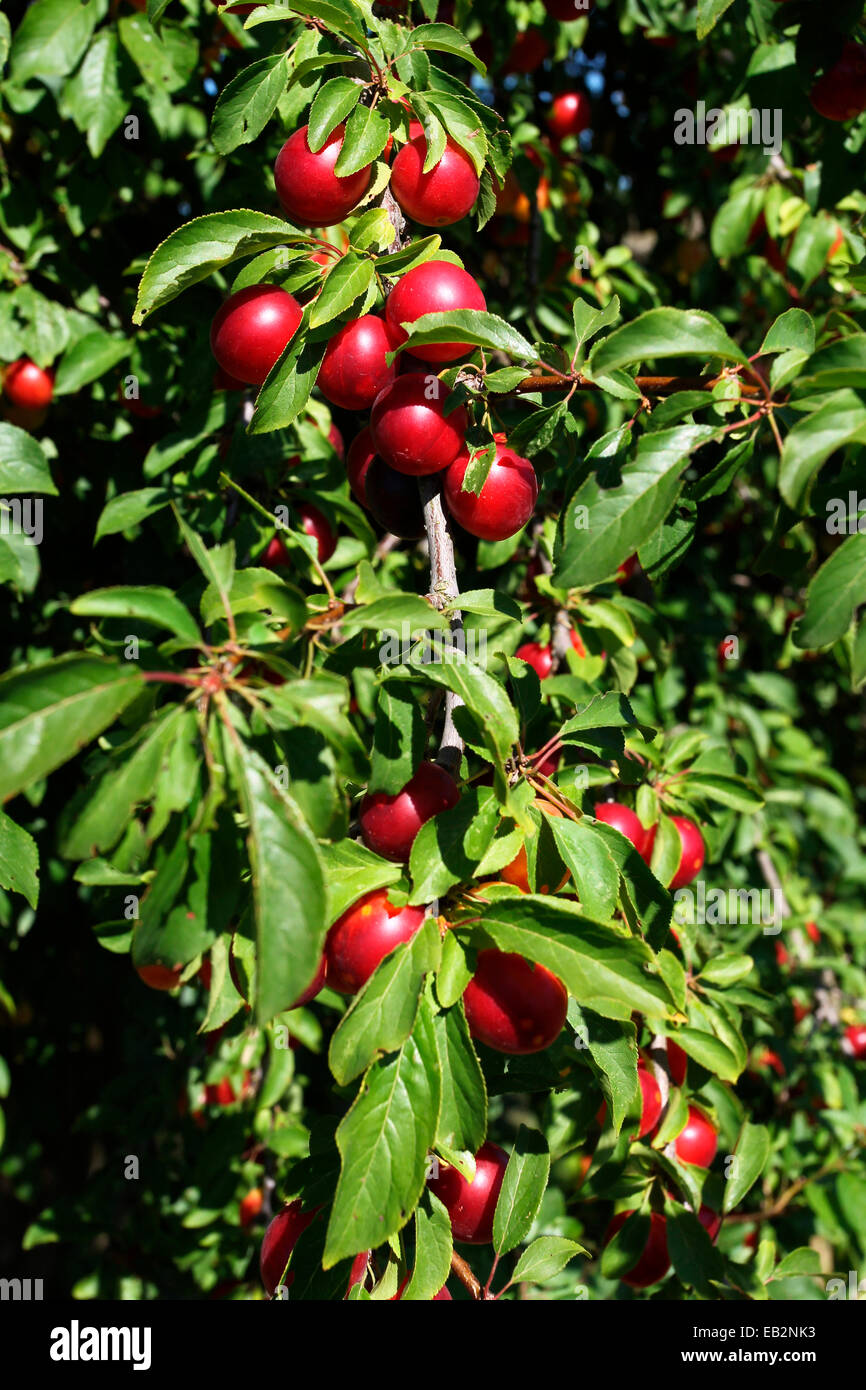 Greek Cherry Plum or Myrobalan Plum (Prunus cerasifera), organic farming, Lower Austria, Austria Stock Photo