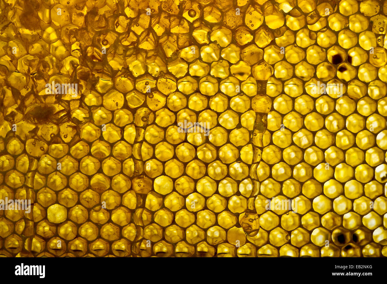 Honeycomb and honey, Germany Stock Photo
