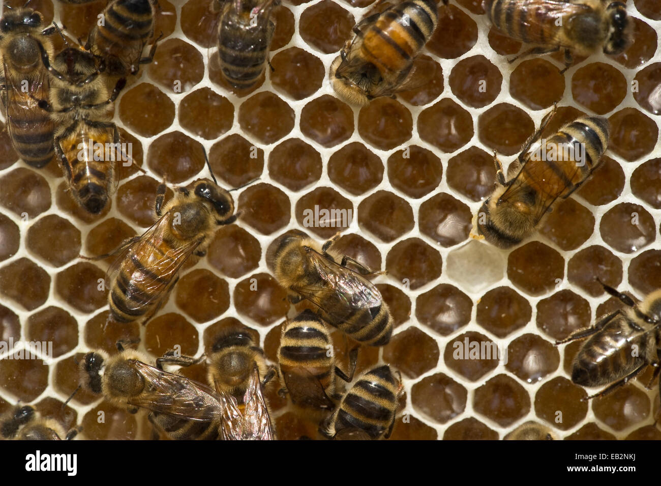 Honey bees hi-res stock photography and images - Alamy