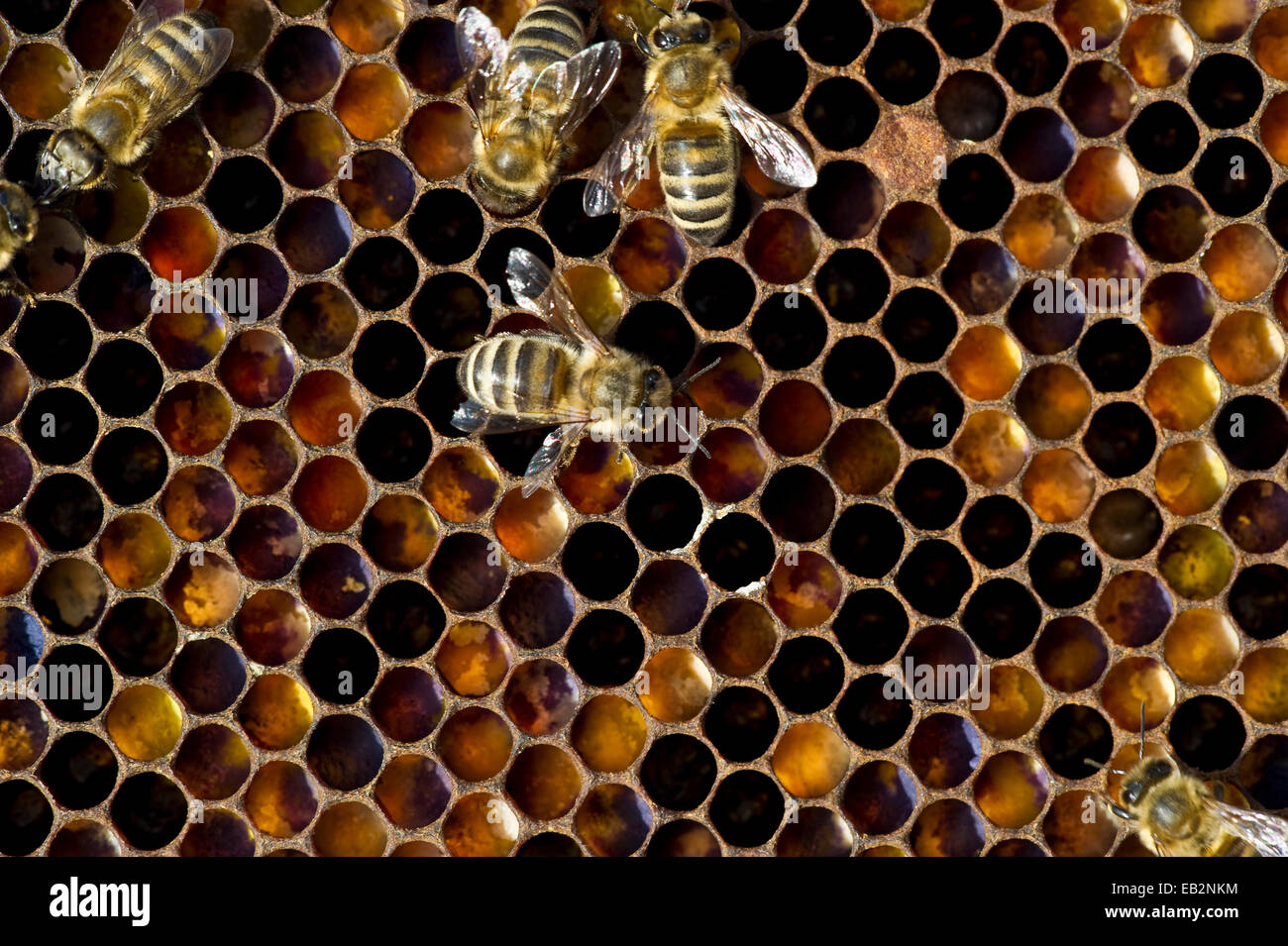 Honey Bees (Apis sp.) on a honeycomb, Germany Stock Photo