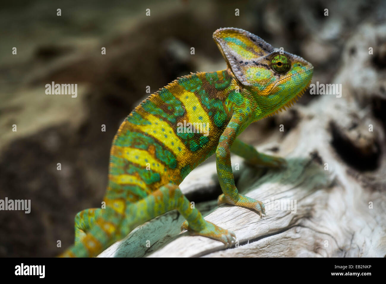 Yemen Chameleon or Veiled Chameleon (Chamaeleo calyptratus), captive Stock Photo