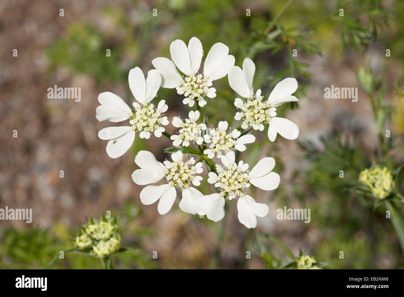 French Cow Parsley (Orlaya grandiflora), flowering, native to the Mediterranean, Thuringia, Germany Stock Photo