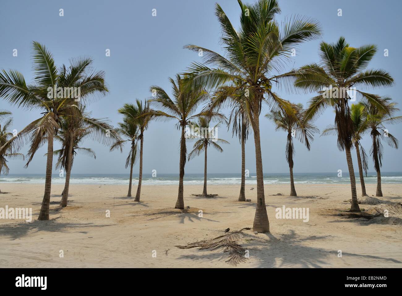 Palm trees on beach, near Salalah, Dhofar Region, Oman Stock Photo