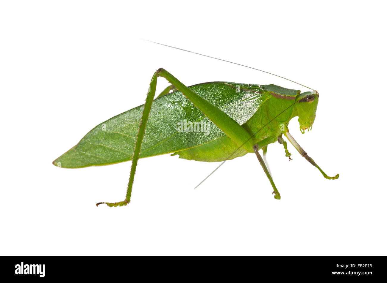 Oblong-Winged Katydid (Amblycorypha oblongifolia), green morph, male ...