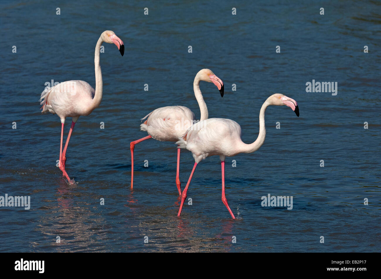 Greater Flamingos (Phoenicopterus roseus) wading in water, Camargue, France Stock Photo