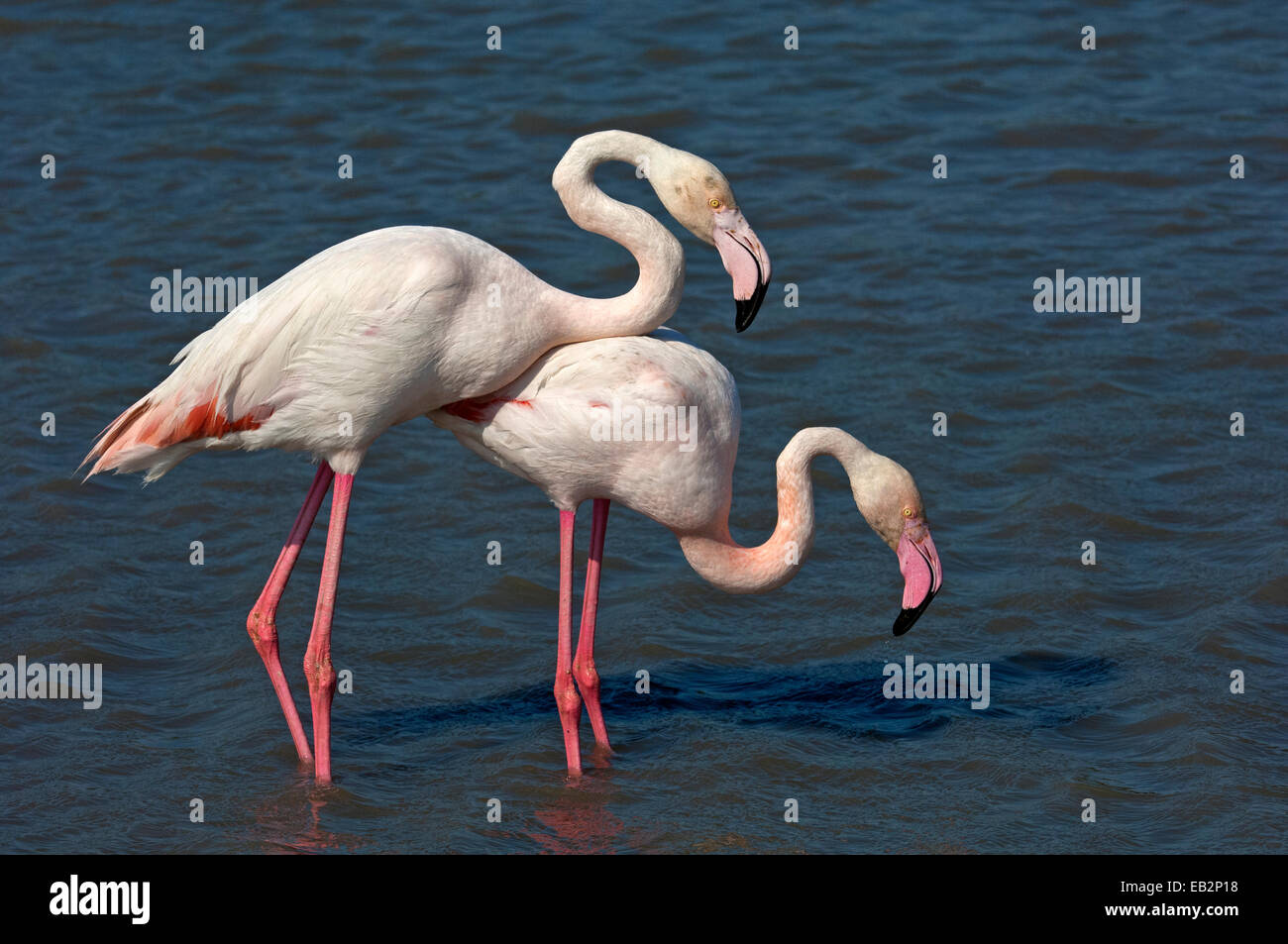 Greater Flamingos (Phoenicopterus roseus) wading in water, Camargue, France Stock Photo