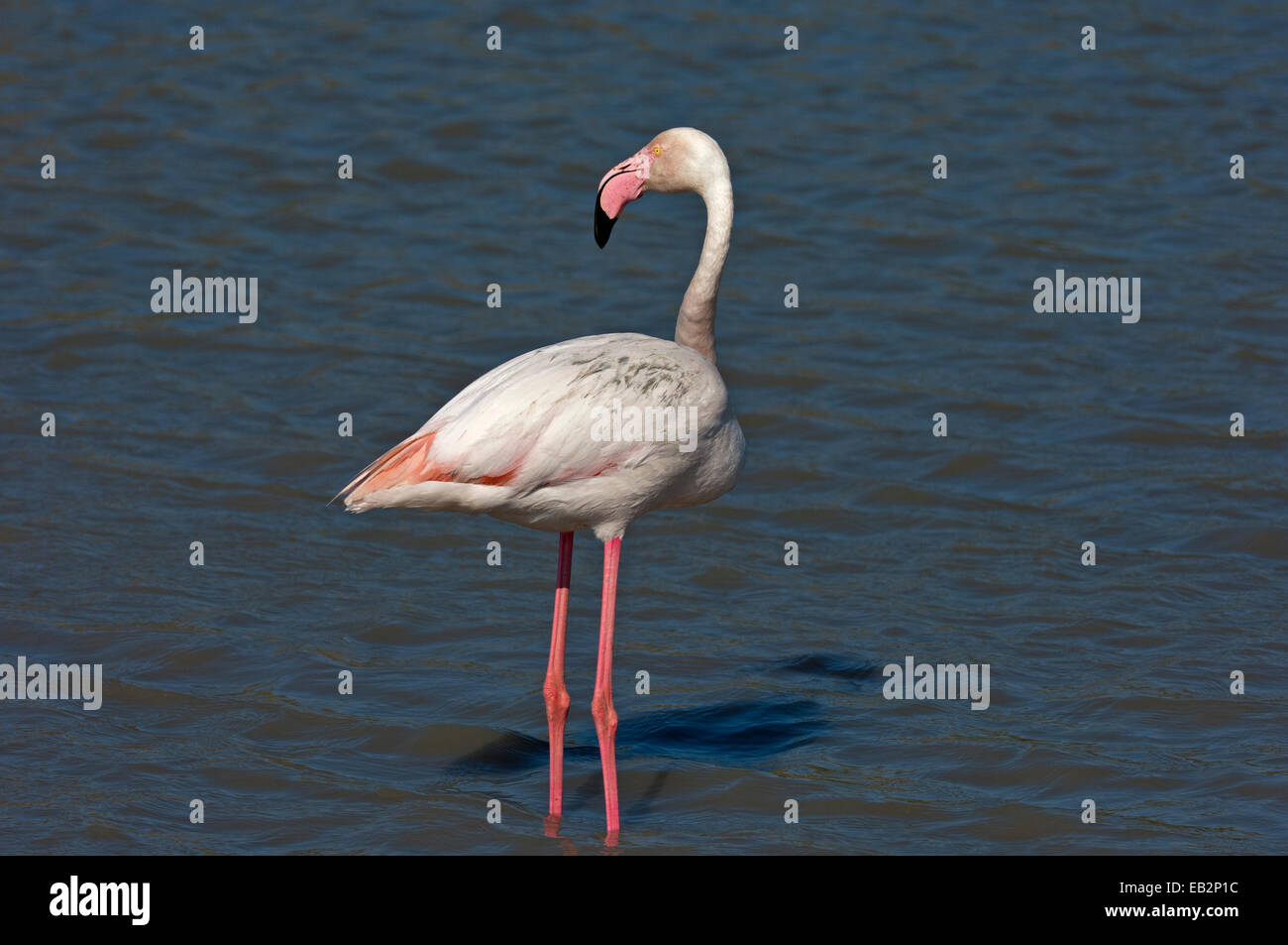 Greater Flamingo (Phoenicopterus roseus) wading in shallow water, Camargue, France Stock Photo