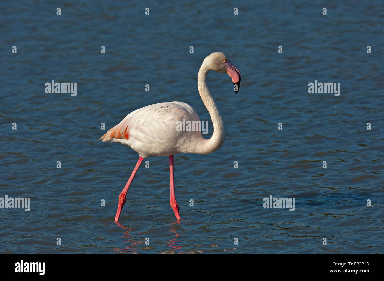 Greater Flamingo (Phoenicopterus roseus) wading in shallow water, Camargue, France Stock Photo