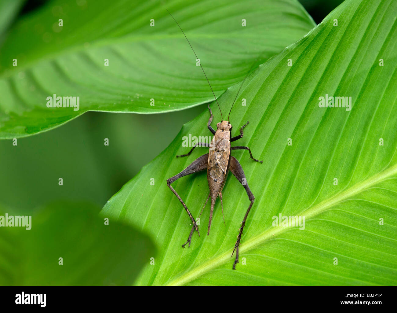 Bug species (Coreidae sp.), Tambopata Nature Reserve, Madre de Dios Region, Peru Stock Photo