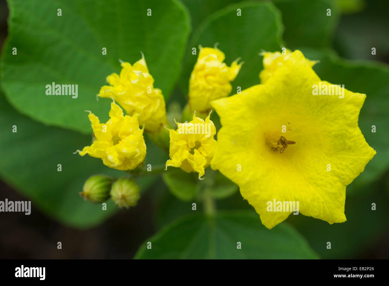 Yellow Geiger or Muyuyo (Cordia lutea), Isabela Island, Galápagos Islands, Ecuador Stock Photo