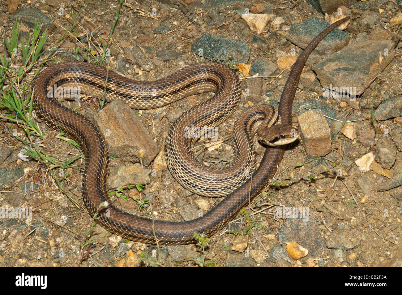 Four-lined Snake (Elaphe quatorlineata) basking in the sun, Kerkini-Seegebiet, Central Macedonia, Greece Stock Photo