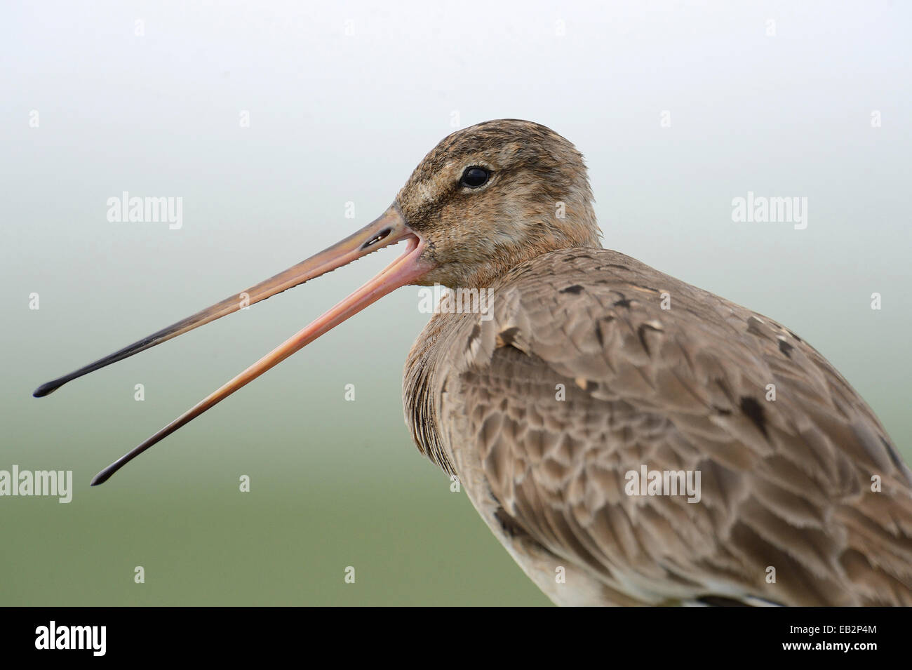 Black-tailed Godwit (Limosa limosa), Buren, Ameland, The Netherlands Stock Photo