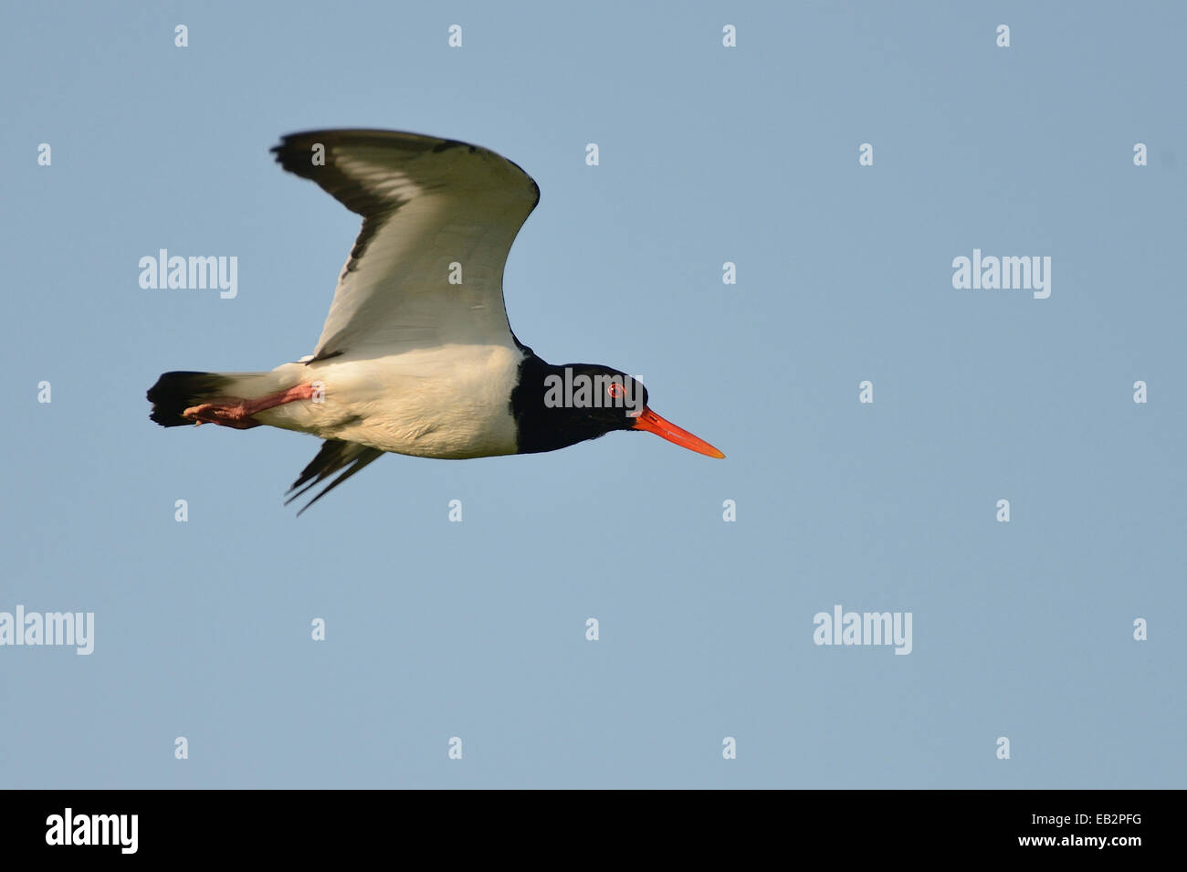 Oystercatcher (Haematopus ostralegus) in flight, Buren, Ameland, The Netherlands Stock Photo