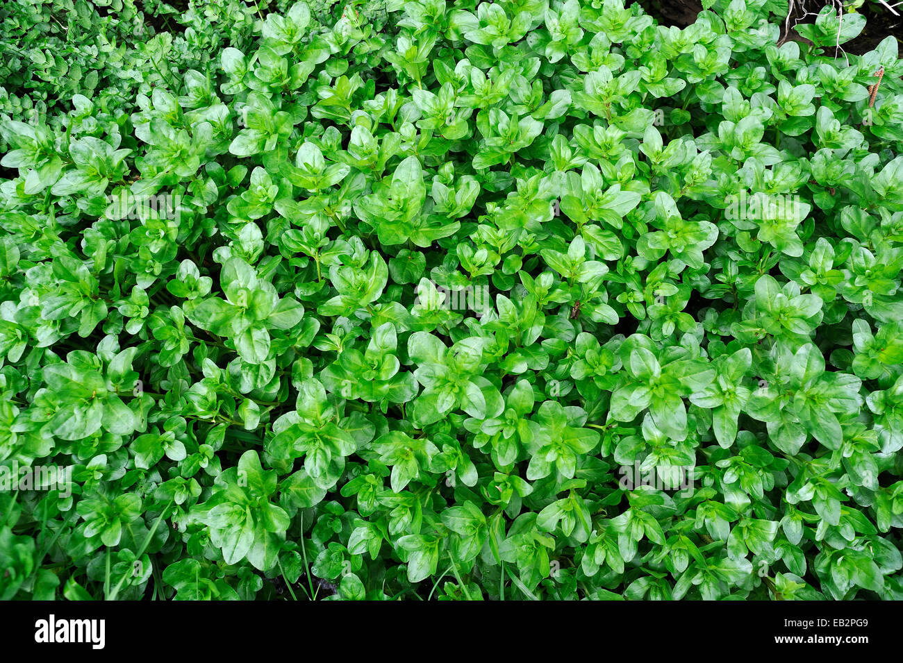 Watercress (Nasturtium officinale), Eggendorf, Lower Austria, Austria Stock Photo