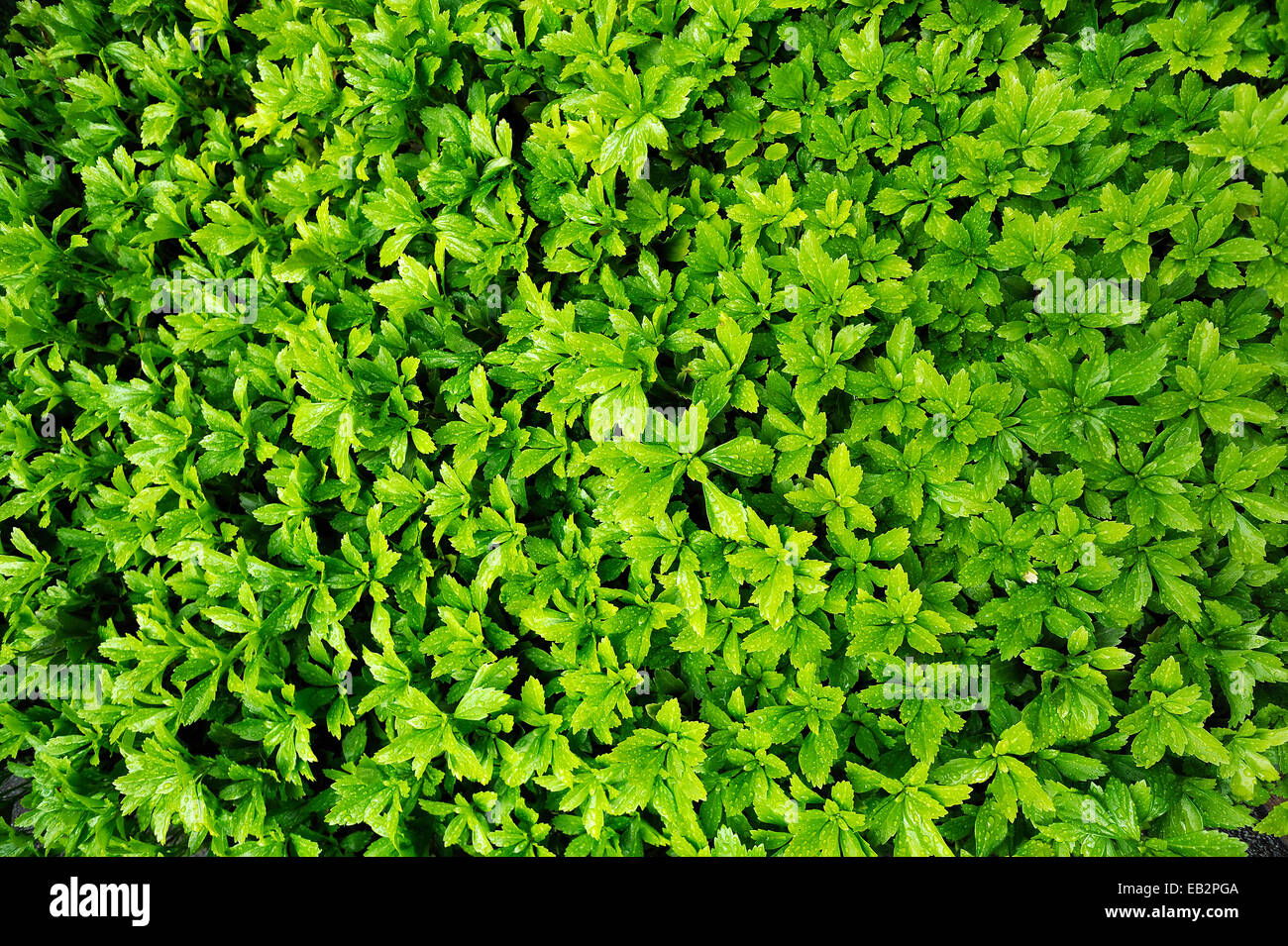Japanese Pachysandra or Japanese Spurge (Pachysandra terminalis) with raindrops, evergreen ground cover, Bad Reichenhall Stock Photo