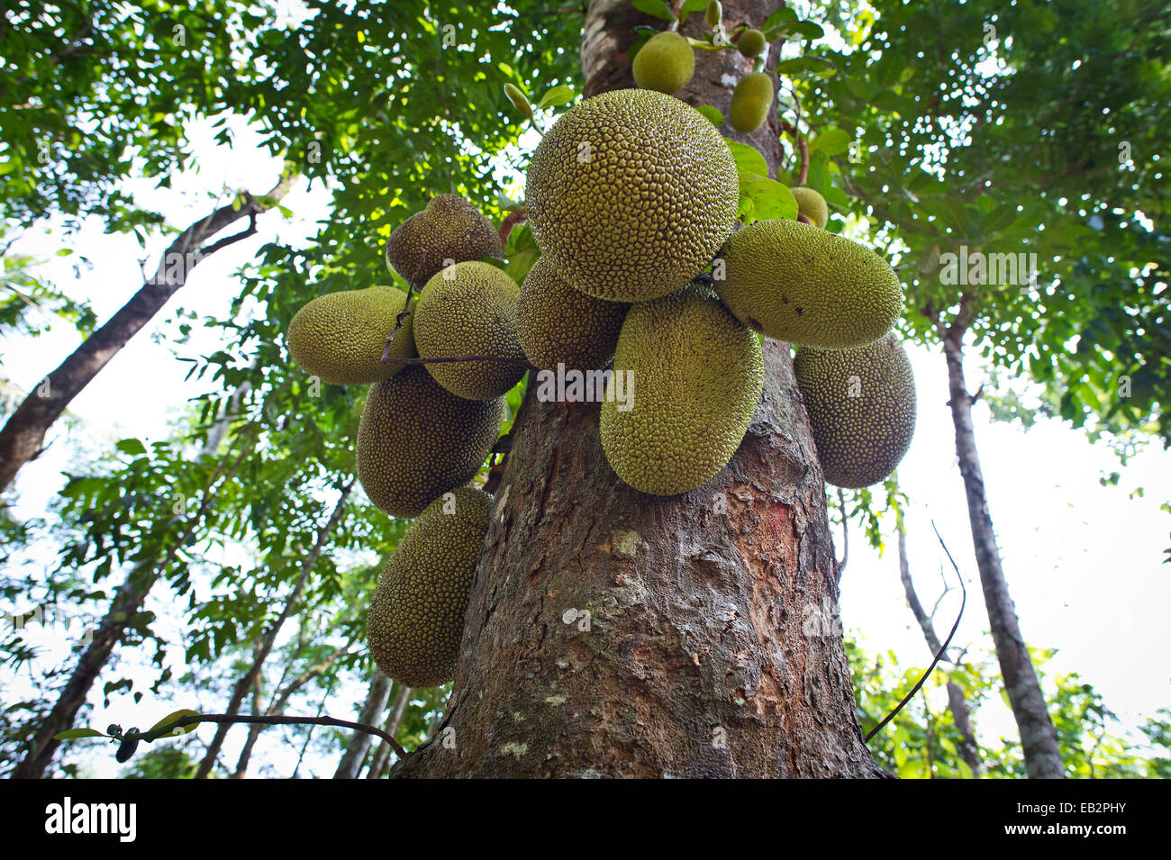 Jackfruit or Jack Tree (Artocarpus heterophyllus), fruit growing on the