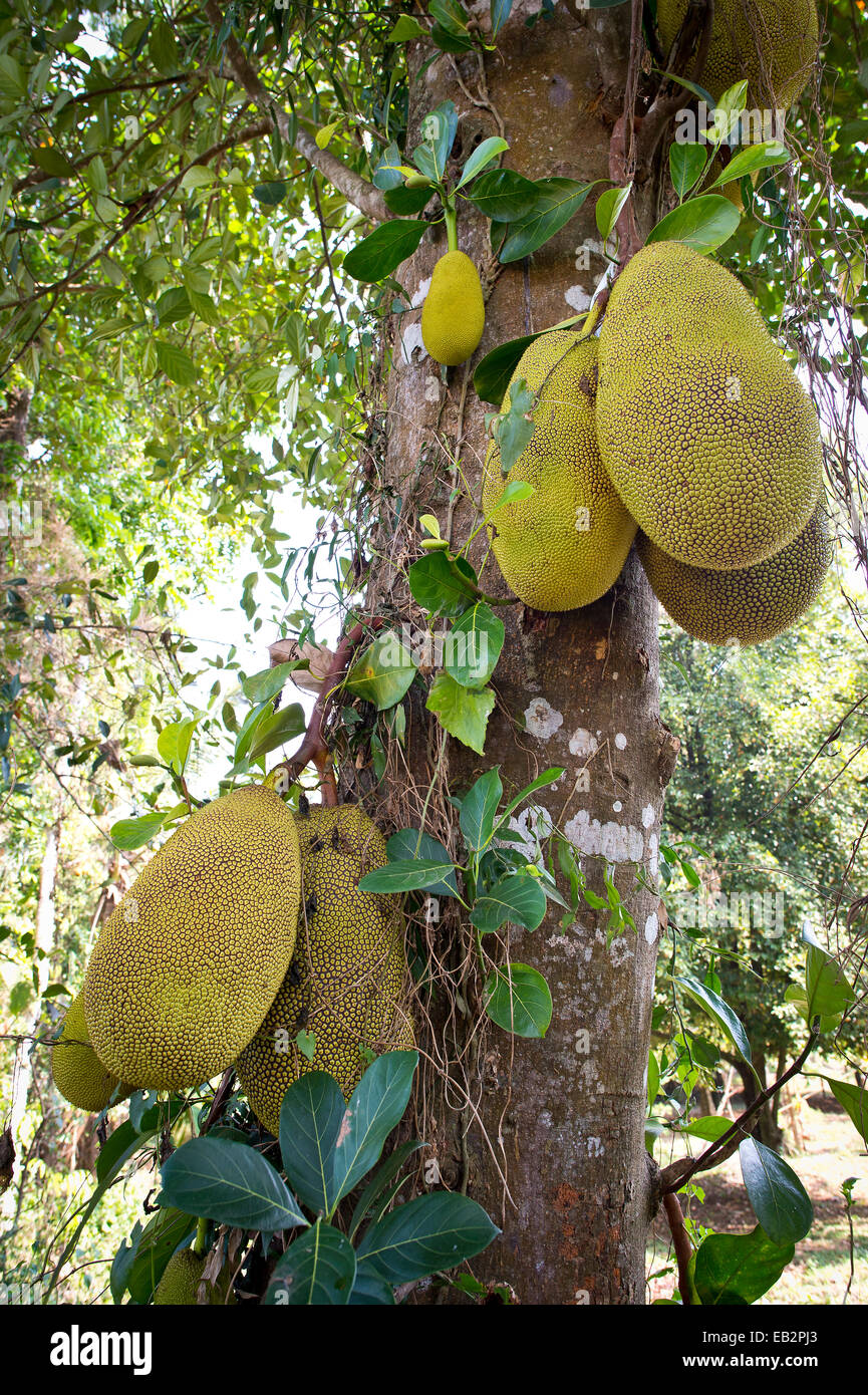 Jackfruit or Jack Tree (Artocarpus heterophyllus), fruit growing on the