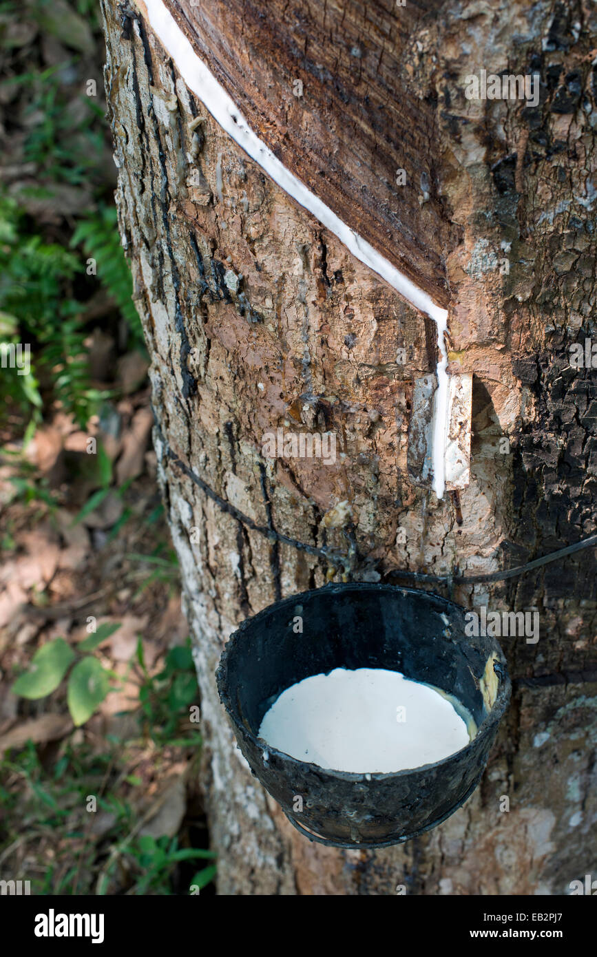 Incised Rubber Tree (Hevea brasiliensis) with collecting vessel, natural rubber production on a plantation, Peermade, Kerala Stock Photo