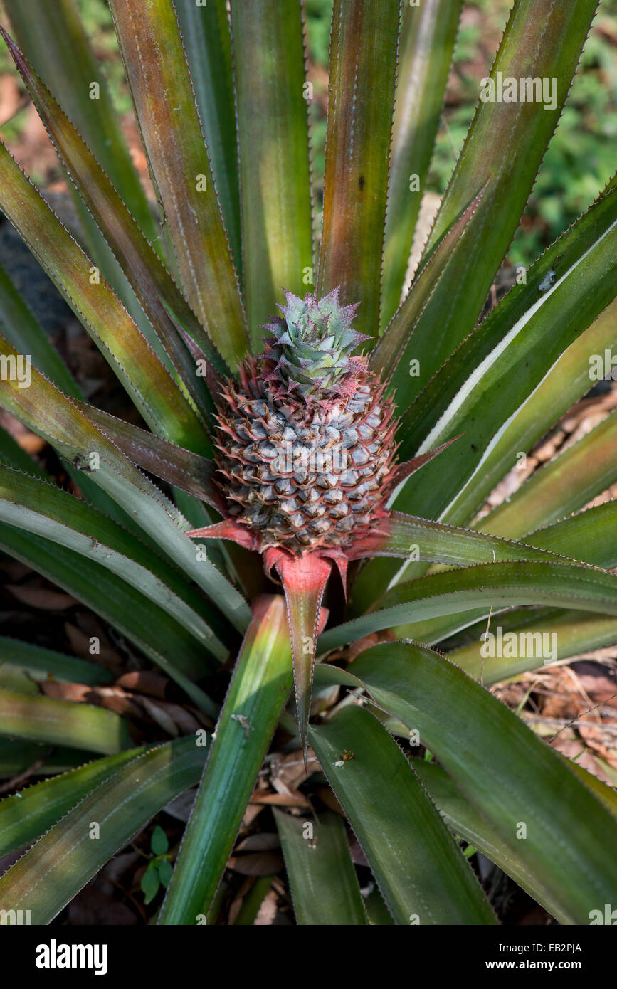 Pineapple (Ananas comosus), plant, Peermade, Kerala, India Stock Photo