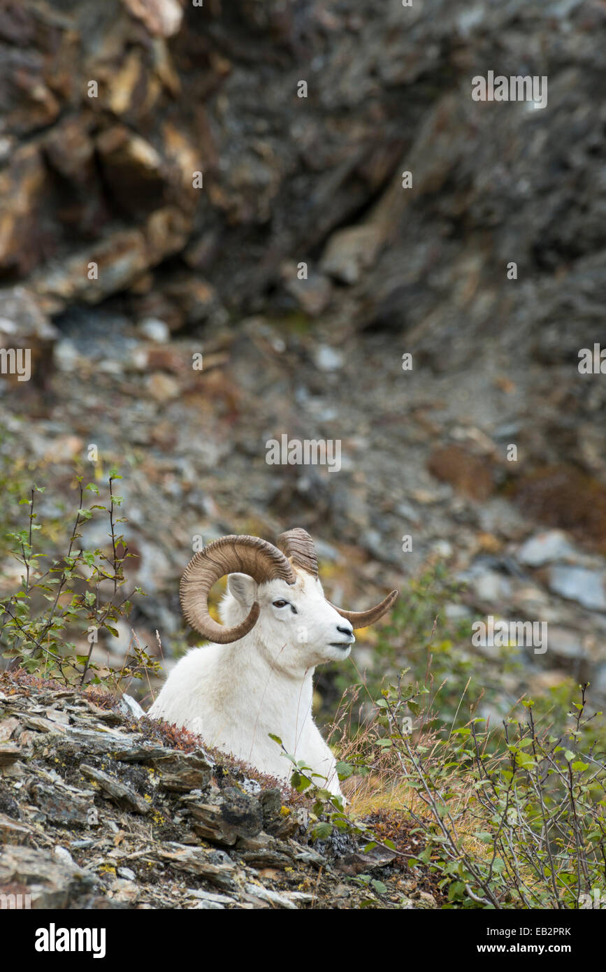 Dall Sheep (Ovis dalli), Denali National Park, Alaska, United States Stock Photo
