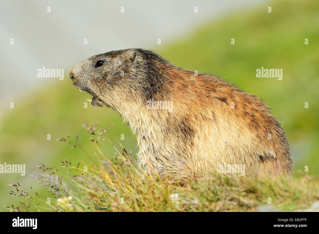 Alpine Marmot (Marmota marmota), whistling warning call, Grossglockner, Hohe Tauern National Park, Tyrol, Austria Stock Photo