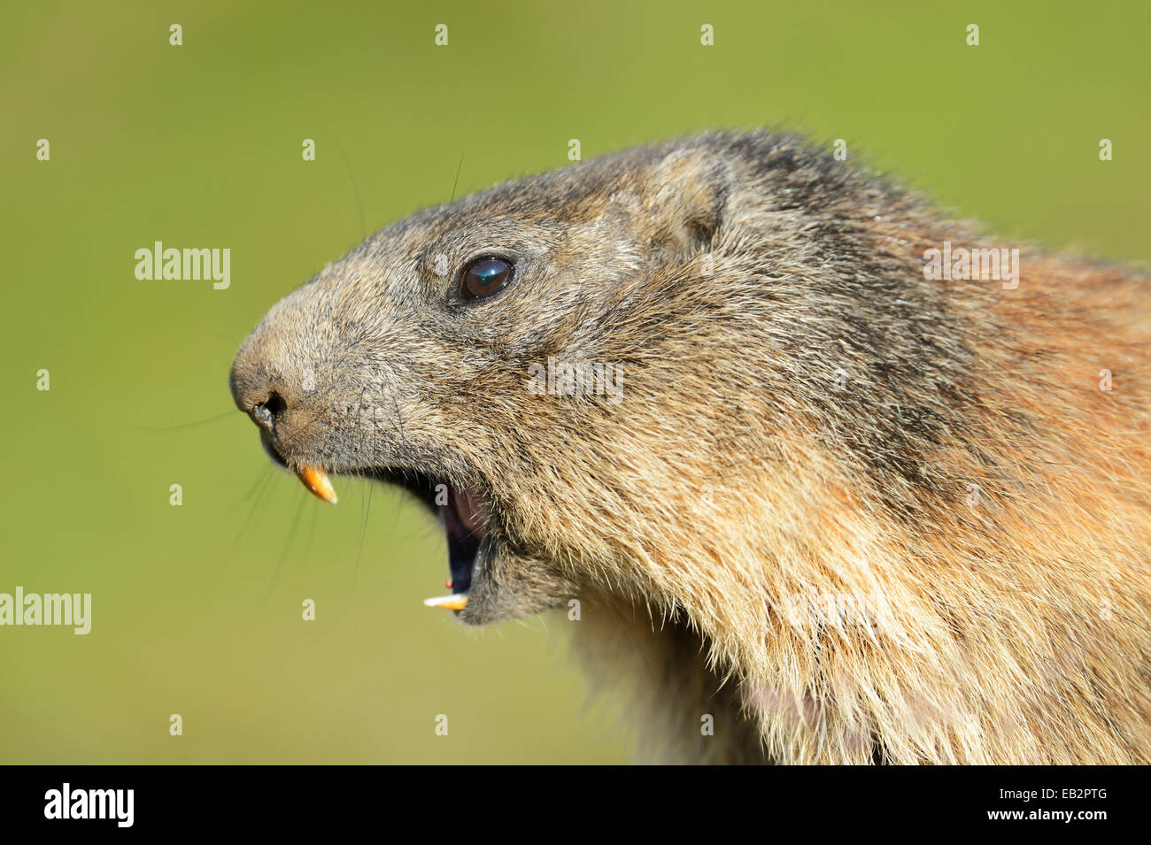 Alpine Marmot (Marmota marmota), whistling warning call, Grossglockner, Hohe Tauern National Park, Tyrol, Austria Stock Photo