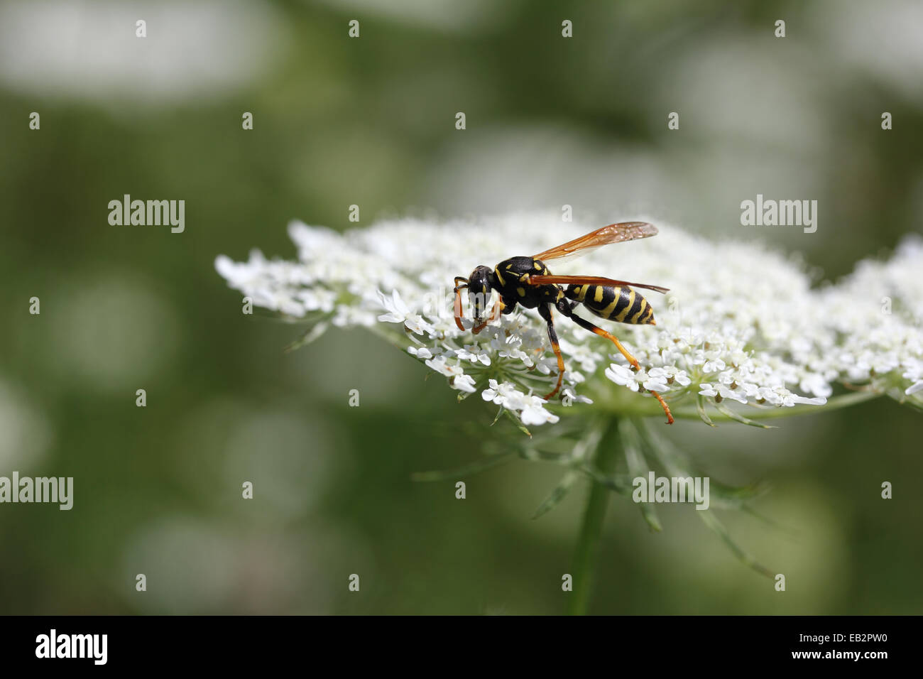 Wasp (Vespula), Biberach an der Riss, Upper Swabia, Baden-Württemberg, Germany Stock Photo