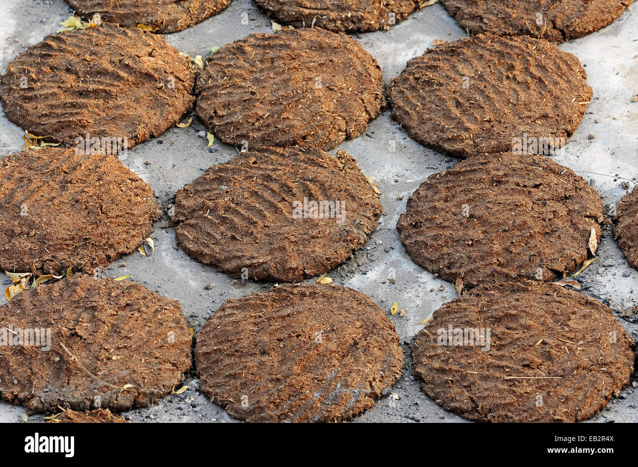 Cow dung laid out to dry for use as fuel, Bharatpur, Rajasthan, India Stock Photo