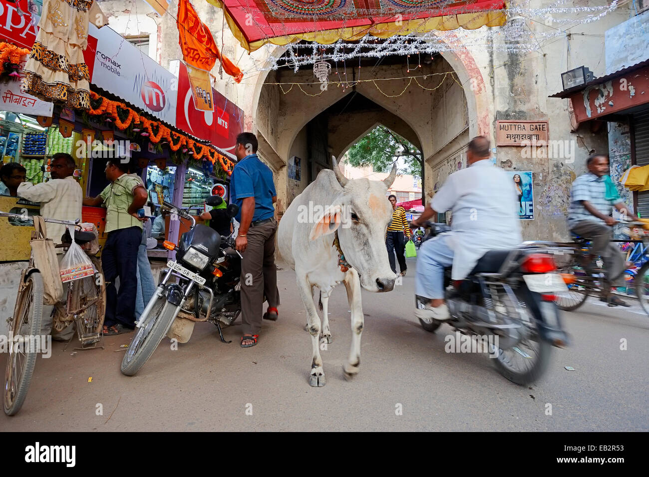 Holy cow, domestic cattle on a shopping street during the Diwali, Divali or Deepavali Festival of Lights, Bharatpur, Rajasthan Stock Photo