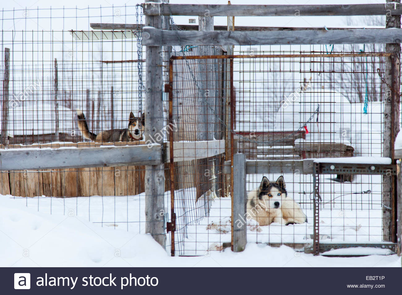 alaskan husky kennel