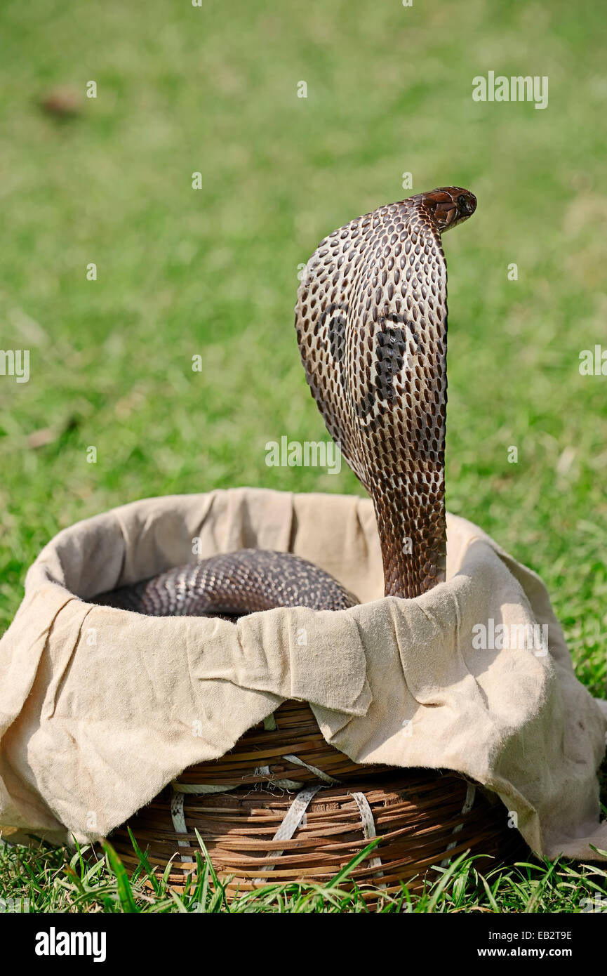 Indian Cobra, Asian Cobra or Spectacled Cobra (Naja naja) in a snake charmer's basket, New Delhi, Delhi, India Stock Photo
