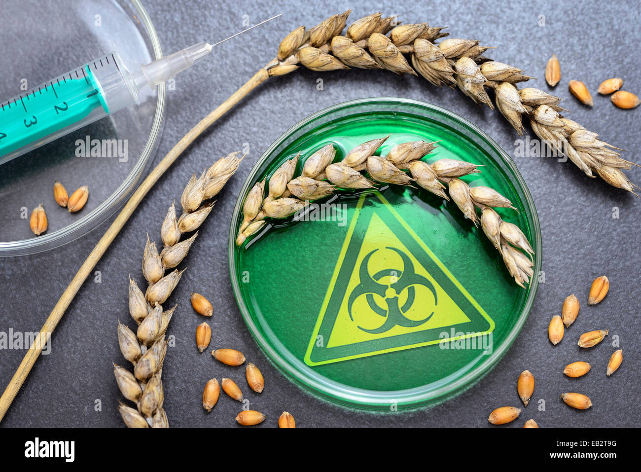 Petri dish with ears of wheat, symbolic image for genetically modified wheat, Germany Stock Photo