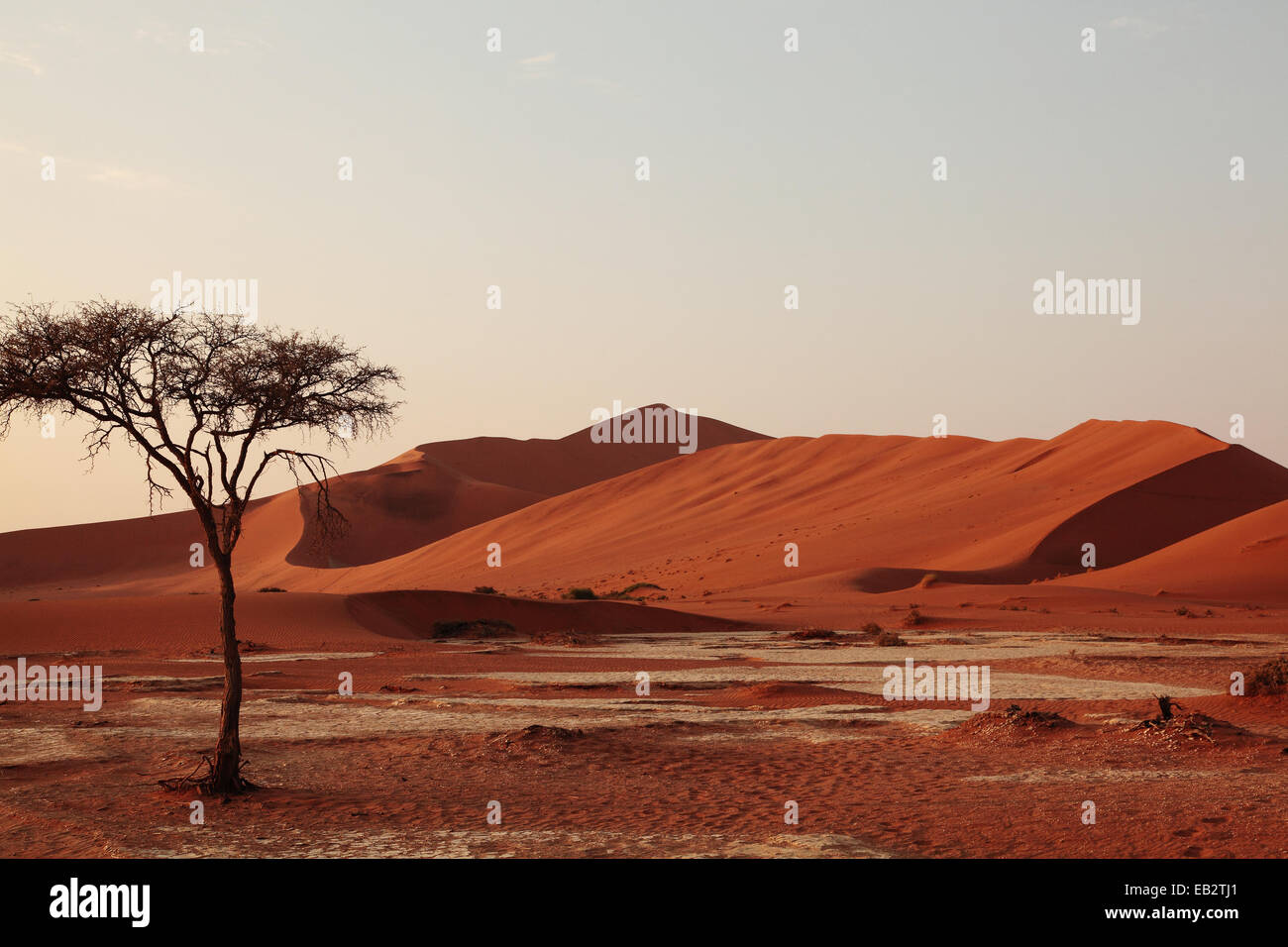 A Solitary Tree In The Namibian Desert Stock Photo - Alamy