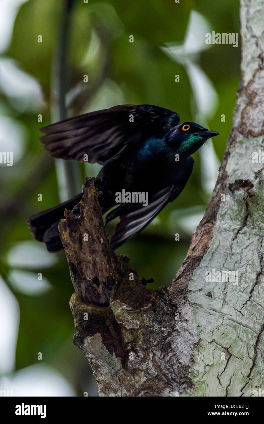 A Black-bellied Glossy Starling takes flight from a mangrove forest in a swamp. Stock Photo