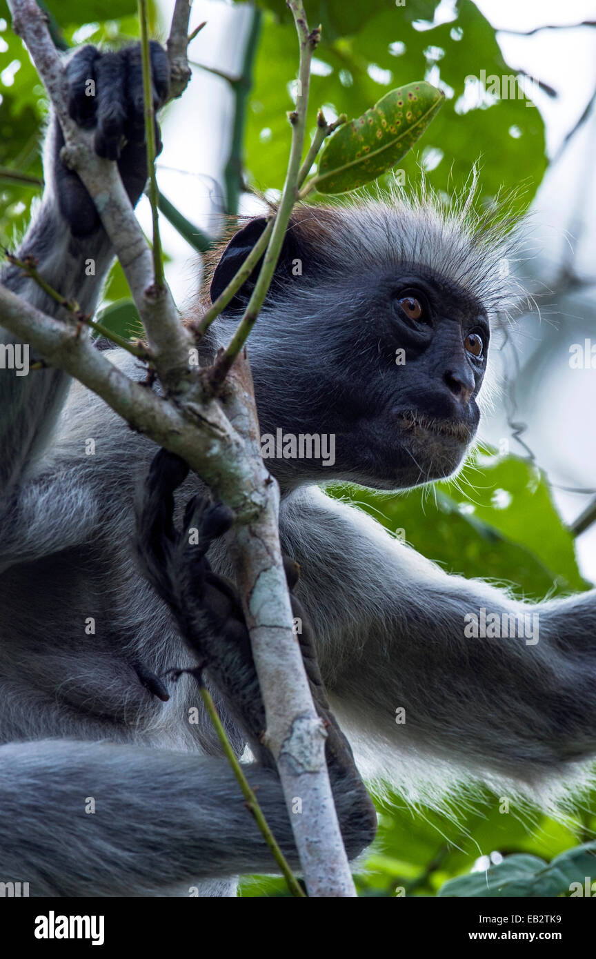 The muscular bicep of a female Zanzibar Red Colobus resting in the ...