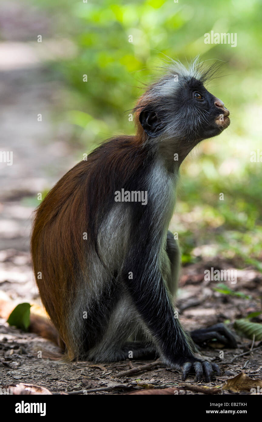 A sub-adult arboreal Zanzibar Red Colobus resting on the ground in a Coral Rag Forest. Stock Photo