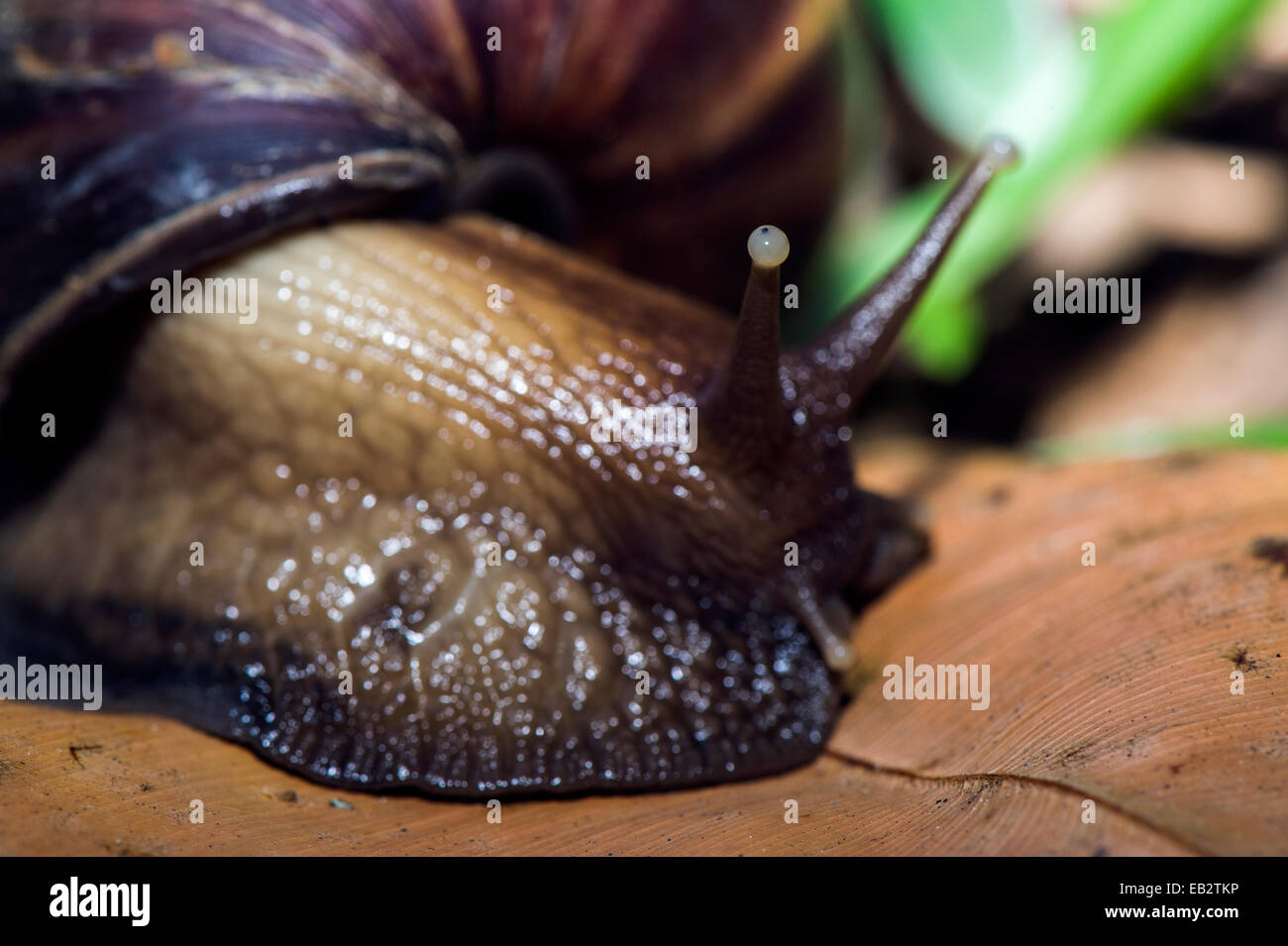 The eyespot on the end of a tentacle of an enormous East African Land Snail on the forest floor. Stock Photo