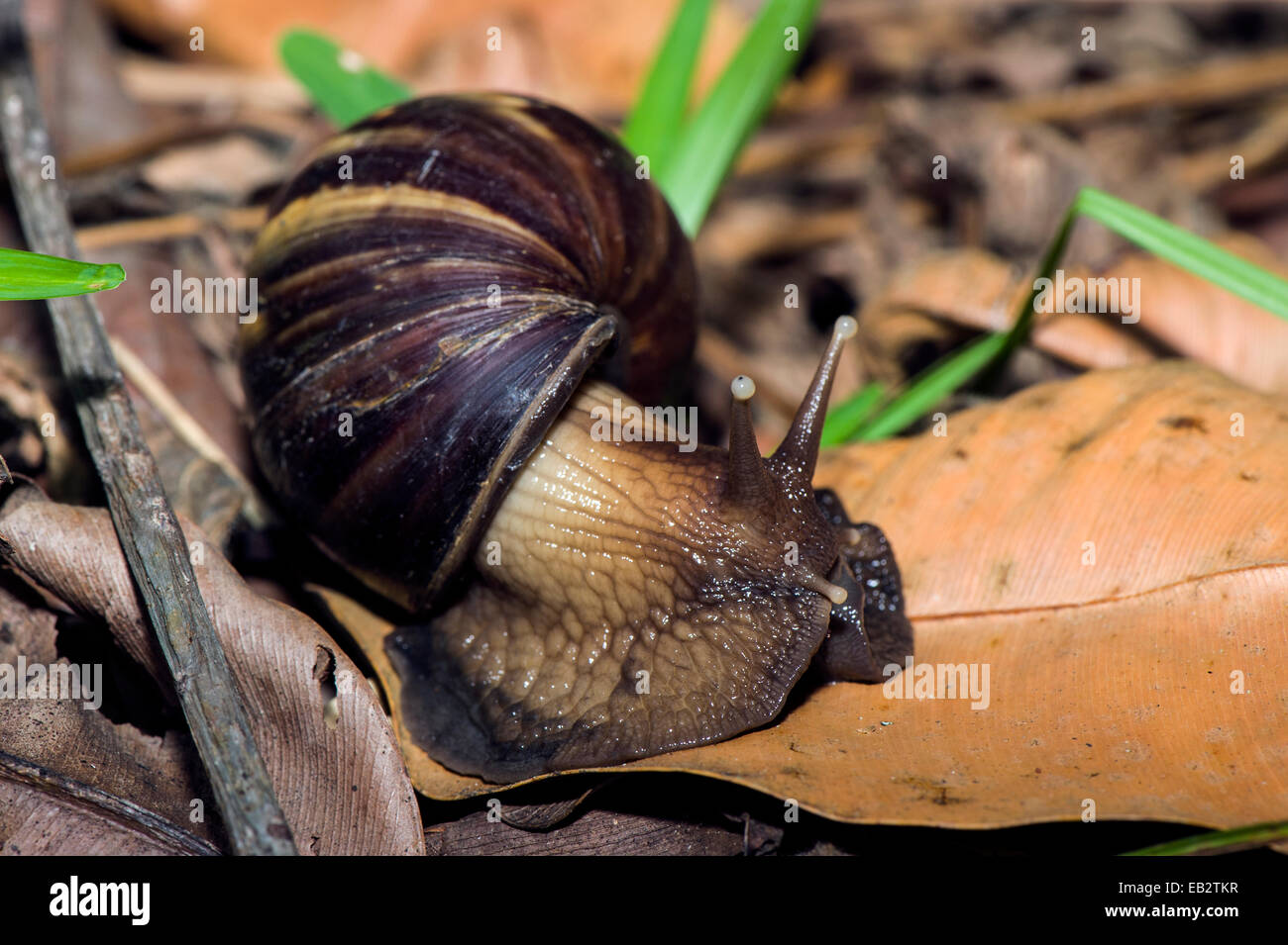An enormous East African Land Snails foraging for food on dead leaves on the forest floor. Stock Photo